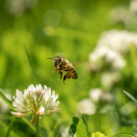 Wie die Biene zum Honig kam und wie der Honig ins Montafon kam?