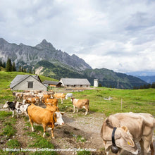 Laden Sie das Bild in den Galerie-Viewer, Bergkäse Alpe Lün 2022
