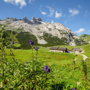 Bergkäse Alpe Spora 2021